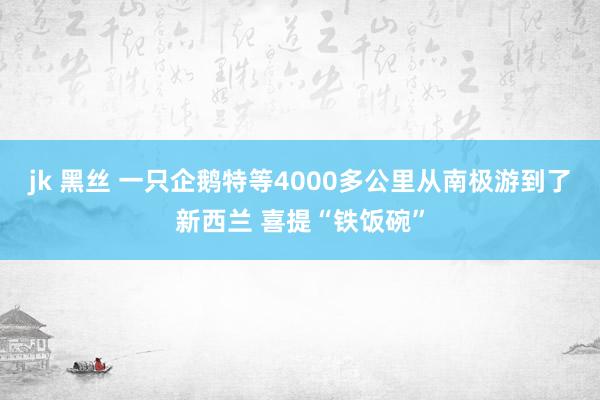 jk 黑丝 一只企鹅特等4000多公里从南极游到了新西兰 喜提“铁饭碗”
